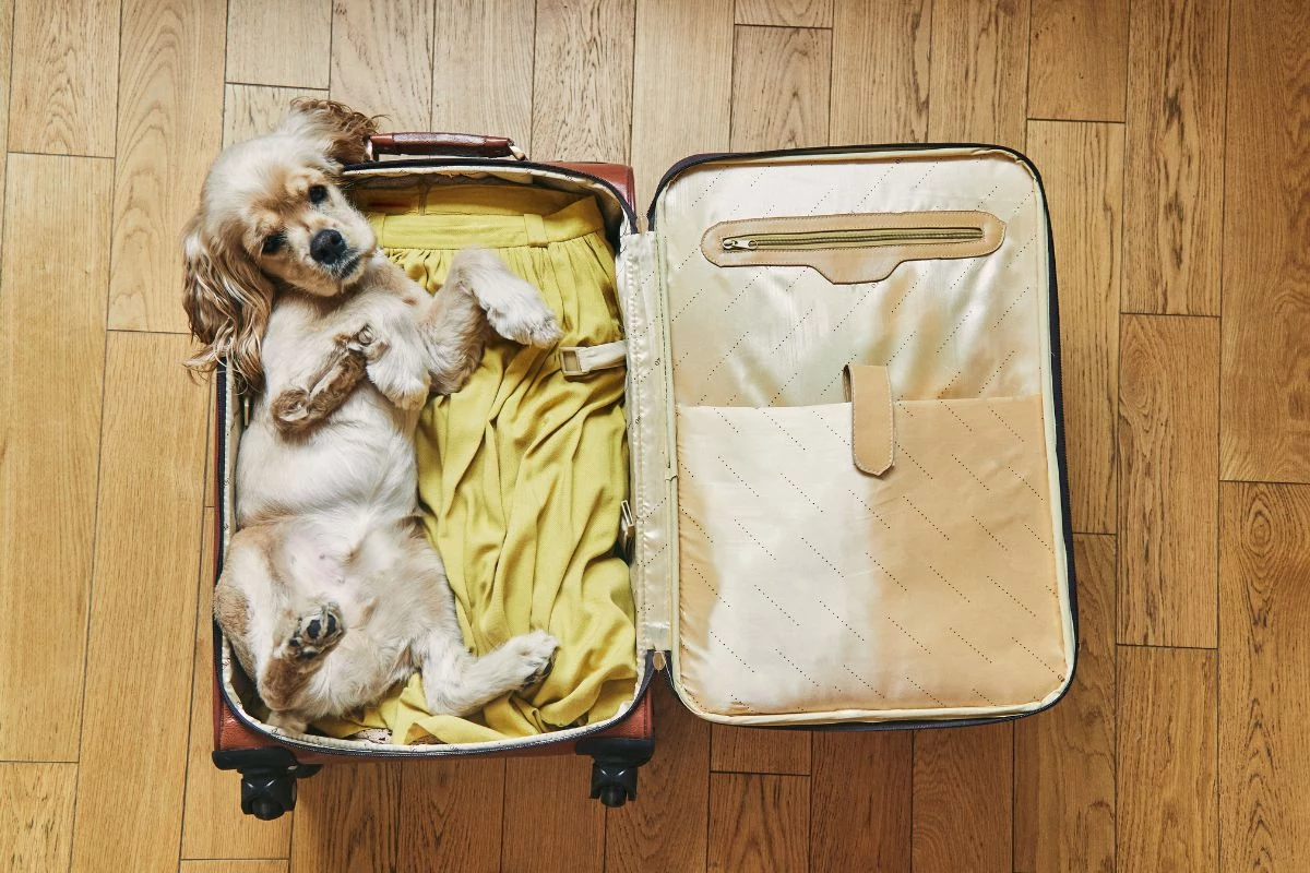 Viajando com seu pet como planejar uma viagem segura